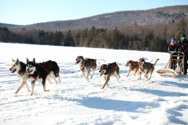 chien de traîneaux sourire à la vie